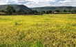 Cấp phát hỗ trợ mô hình cánh đồng lúa liên kết tại xã Ayun
