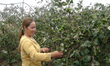 Trồng táo Đài Loan sạch cho thu nhập ổn định
