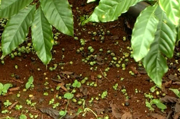 Hướng dẫn các biện pháp kỹ thuật phòng trừ rụng quả trên cây cà phê trong mùa mưa