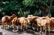 Chư Sê: Tăng đàn bò phục vụ thị trường cuối năm