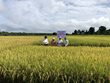 Hội nghị đầu bờ giới thiệu giống lúa An Sinh 1399 tại xã Bờ Ngoong