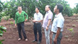 Nông dân Nguyễn Văn Lăng:  Thu tiền tỷ từ trồng bưởi da xanh