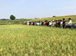 Hội thảo tham quan mô hình giống lúa Hương châu 6 tại xã Ia Pal