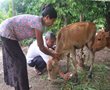 Triển khai các biện pháp phòng, chống bệnh Lở mồm long móng cho đàn...