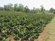 MỘT SỐ QUY ĐỊNH MỚI VỀ MIỄN, GIẢM THUẾ SỬ DỤNG ĐẤT NÔNG NGHIỆP