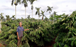 Tăng thu nhập từ trồng cau xen canh vườn cà phê 