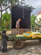 Cấp giống lúa Đông xuân cho bà con người đồng bào dân tộc thiểu số ...